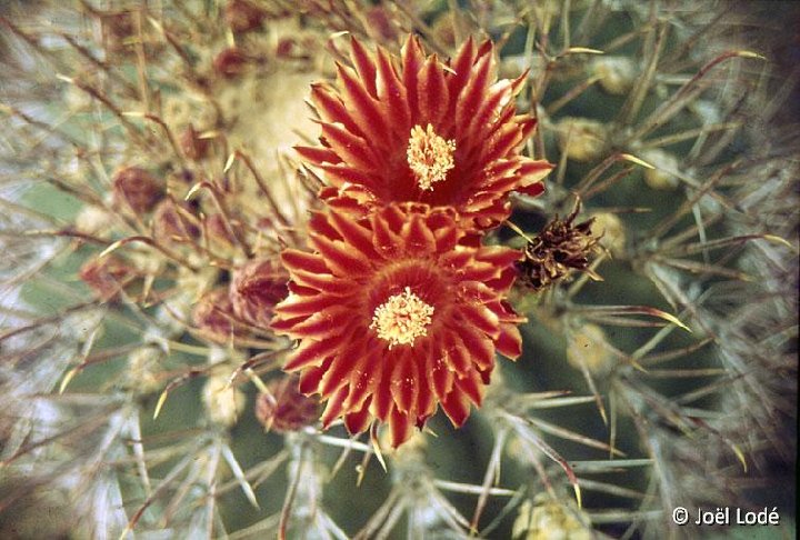 Ferocactus emoryi covillei, Az, USA -035